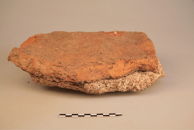 tegula